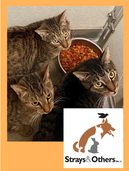 Pet Food & Supplies Collection