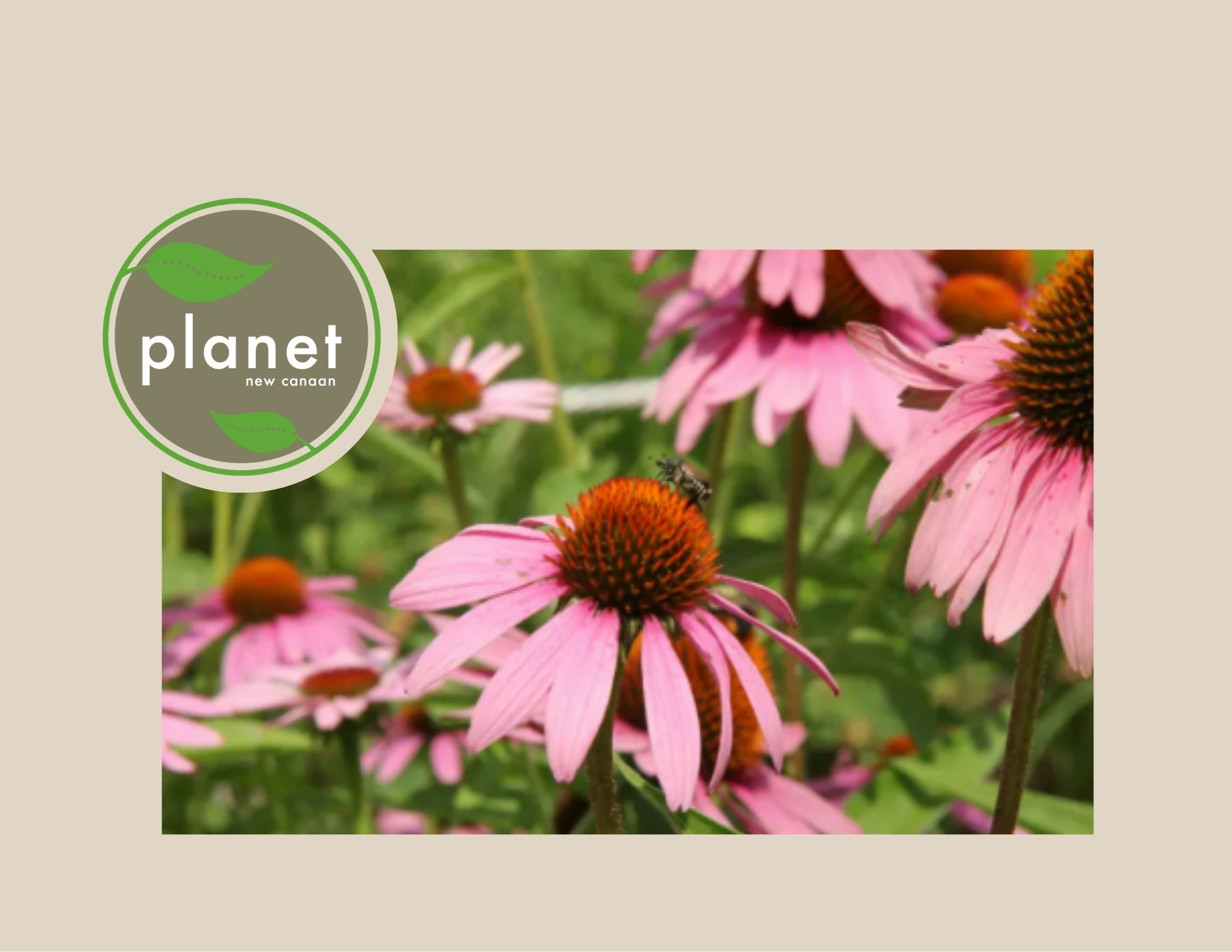 Planet NC Honors St. Mark’s!